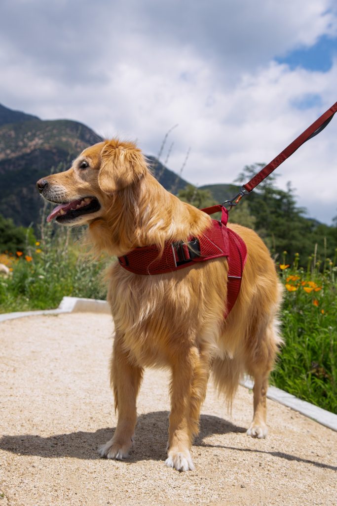 Sleepypod Introduces New Calming Harness for Dogs and Cats Herald